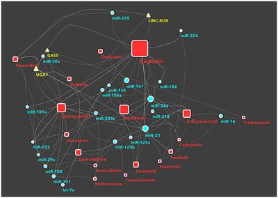 The Network of Non-coding RNAs in Cancer Drug Resistance